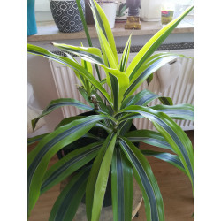 Drachenbaum Ableger (Dracaena) grün wunderschön pflegeleichte Palmenart
