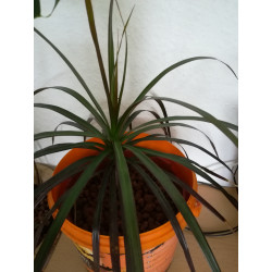 Drachenbaum Ableger (Dracaena) grün wunderschön pflegeleichte Palmenart