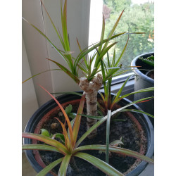 Drachenbaum Ableger (Dracaena) grün wunderschön pflegeleichte Palmenart