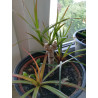 Drachenbaum Ableger (Dracaena) grün wunderschön pflegeleichte Palmenart