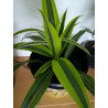 Drachenbaum Ableger (Dracaena) grün wunderschön pflegeleichte Palmenart