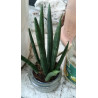 Ableger Bogenhanf (Sansevieria), bewurzelt, schöne Zimmer Pflanze bes. wertvoll f. Schlafräume