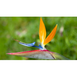 Strelitzie - Strelitzia Nicolai