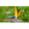 Strelitzie - Strelitzia Nicolai