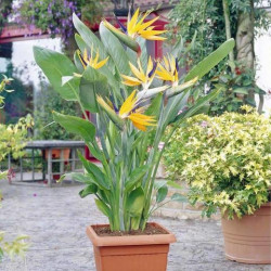 Strelitzie - Strelitzia Nicolai