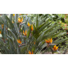 Strelitzie - Strelitzia Nicolai