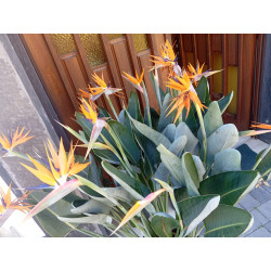 Strelitzie - Strelitzia Nicolai