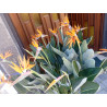 Strelitzie - Strelitzia Nicolai