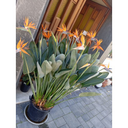 Strelitzie - Strelitzia Nicolai