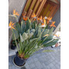 Strelitzie - Strelitzia Nicolai