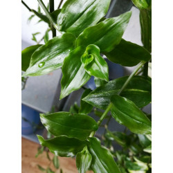 Weißblütiges Gottesauge (Tradescantia fluminensis) schöne Hängepflanze f. drinnen u. draußen (grün)