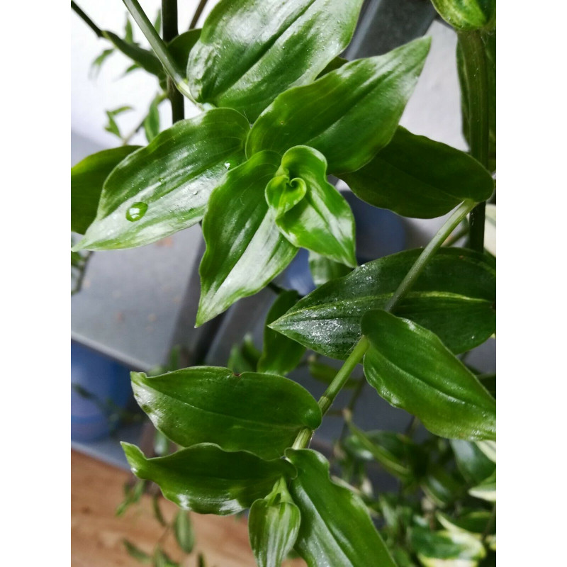 Weibltiges Gottesauge (Tradescantia fluminensis) schne Hngepflanze f.  drinnen u. drauen (grn)