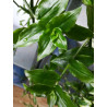 Weißblütiges Gottesauge (Tradescantia fluminensis) schöne Hängepflanze f. drinnen u. draußen (grün)