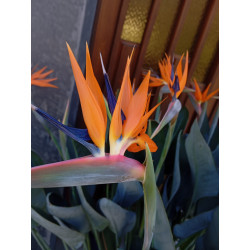Strelitzie - Strelitzia...