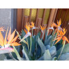 Strelitzie - Strelitzia Nicolai