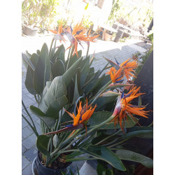 Strelitzie - Strelitzia Nicolai