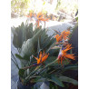 Strelitzie - Strelitzia Nicolai