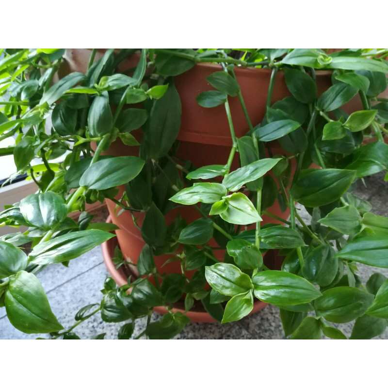 billietiae variegata Philodendron billietiae variegata x Florida Beauty main image 0