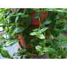 Weißblütiges Gottesauge (Tradescantia fluminensis) schöne Hängepflanze f. drinnen u. draußen (grün)