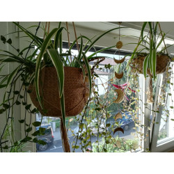 Weißblütiges Gottesauge (Tradescantia fluminensis) schöne Hängepflanze f. drinnen u. draußen (grün)