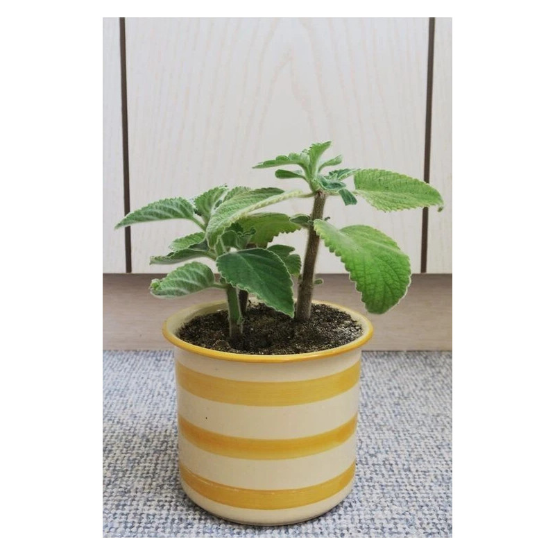 Australisches Zitronenblatt (Plectranthus) zitronig duftende, essbare u. weichblättrige Zimmerpflanze