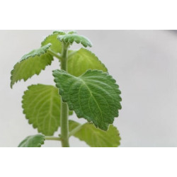 Australisches Zitronenblatt (Plectranthus) zitronig duftende, essbare u. weichblättrige Zimmerpflanze