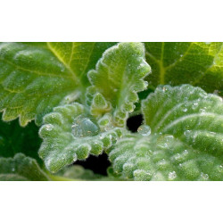 Australisches Zitronenblatt (Plectranthus) zitronig duftende, essbare u. weichblättrige Zimmerpflanze