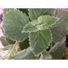 Australisches Zitronenblatt (Plectranthus) zitronig duftende, essbare u. weichblättrige Zimmerpflanze