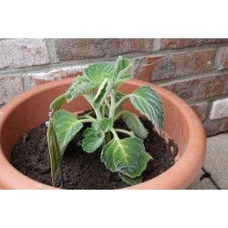 Australisches Zitronenblatt (Plectranthus) zitronig duftende, essbare u. weichblättrige Zimmerpflanze