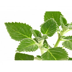 Australisches Zitronenblatt (Plectranthus) zitronig duftende, essbare u. weichblättrige Zimmerpflanze