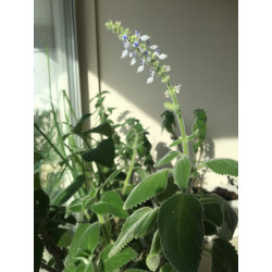 Australisches Zitronenblatt (Plectranthus) zitronig duftende, essbare u. weichblättrige Zimmerpflanze