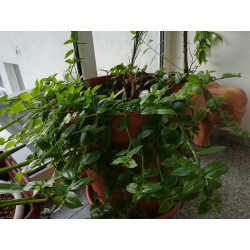 Weißblütiges Gottesauge (Tradescantia fluminensis) schöne Hängepflanze f. drinnen u. draußen (grün)