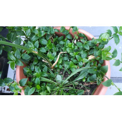 Weißblütiges Gottesauge (Tradescantia fluminensis) schöne Hängepflanze f. drinnen u. draußen (grün)