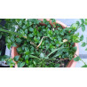 Weißblütiges Gottesauge (Tradescantia fluminensis) schöne Hängepflanze f. drinnen u. draußen (grün)