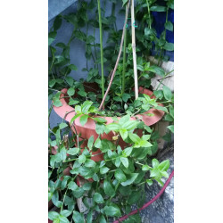 Weißblütiges Gottesauge (Tradescantia fluminensis) schöne Hängepflanze f. drinnen u. draußen (grün)