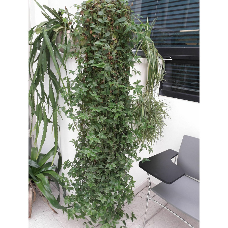 ufopflanze pflege Ufopflanze | Pilea peperomioides