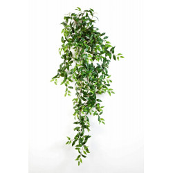 Weißblütiges Gottesauge (Tradescantia fluminensis) schöne Hängepflanze f. drinnen u. draußen (grün)