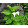 Weißblütiges Gottesauge (Tradescantia fluminensis) schöne Hängepflanze f. drinnen u. draußen (grün)