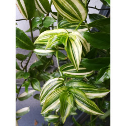 Gottesauge (Tradescantia fluminensis Alba Vittata) schöne Hängepflanze f. drinnen u. draußen (gestreift)