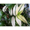 Gottesauge (Tradescantia fluminensis Alba Vittata) schöne Hängepflanze f. drinnen u. draußen (gestreift)