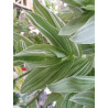 Gottesauge (Tradescantia fluminensis Alba Vittata) schöne Hängepflanze f. drinnen u. draußen (gestreift)