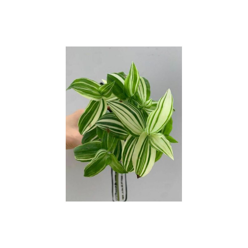 Gottesauge (Tradescantia fluminensis Alba Vittata) schöne Hängepflanze f. drinnen u. draußen (gestreift)