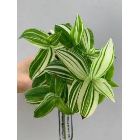Gottesauge (Tradescantia fluminensis Alba Vittata) schne Hngepflanze f.  drinnen u. drauen (gestreift)