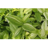 Gottesauge (Tradescantia fluminensis Alba Vittata) schöne Hängepflanze f. drinnen u. draußen (gestreift)