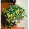Gottesauge (Tradescantia fluminensis Alba Vittata) schöne Hängepflanze f. drinnen u. draußen (gestreift)