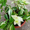 Gottesauge (Tradescantia fluminensis Alba Vittata) schöne Hängepflanze f. drinnen u. draußen (gestreift)