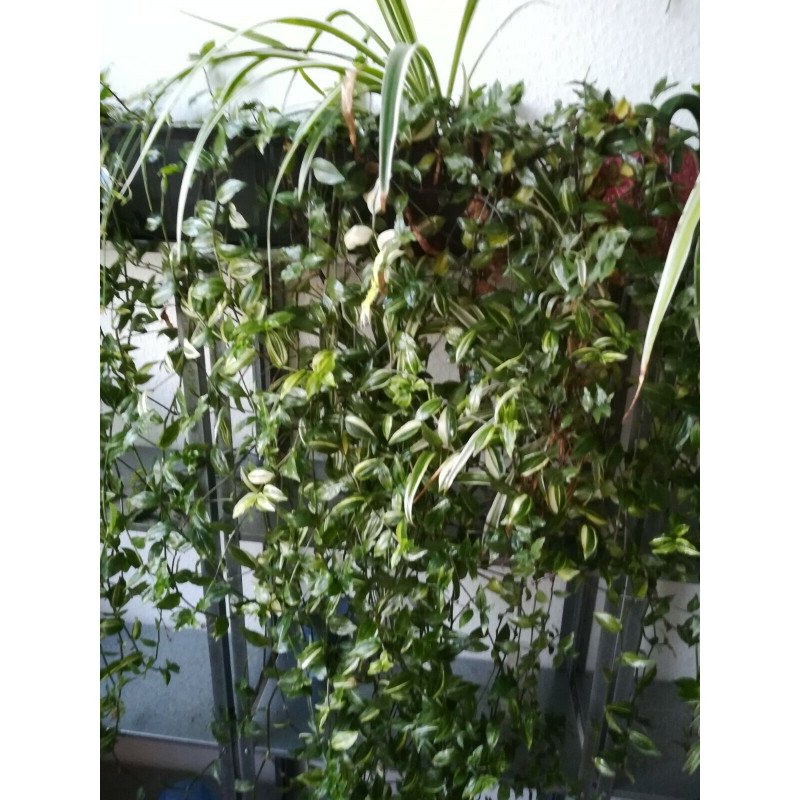Gottesauge (Tradescantia fluminensis Alba Vittata) schne Hngepflanze f.  drinnen u. drauen (gestreift)