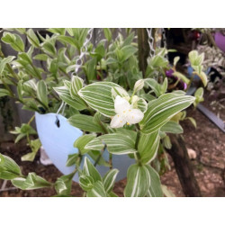 Gottesauge (Tradescantia fluminensis Alba Vittata) schöne Hängepflanze f. drinnen u. draußen (gestreift)